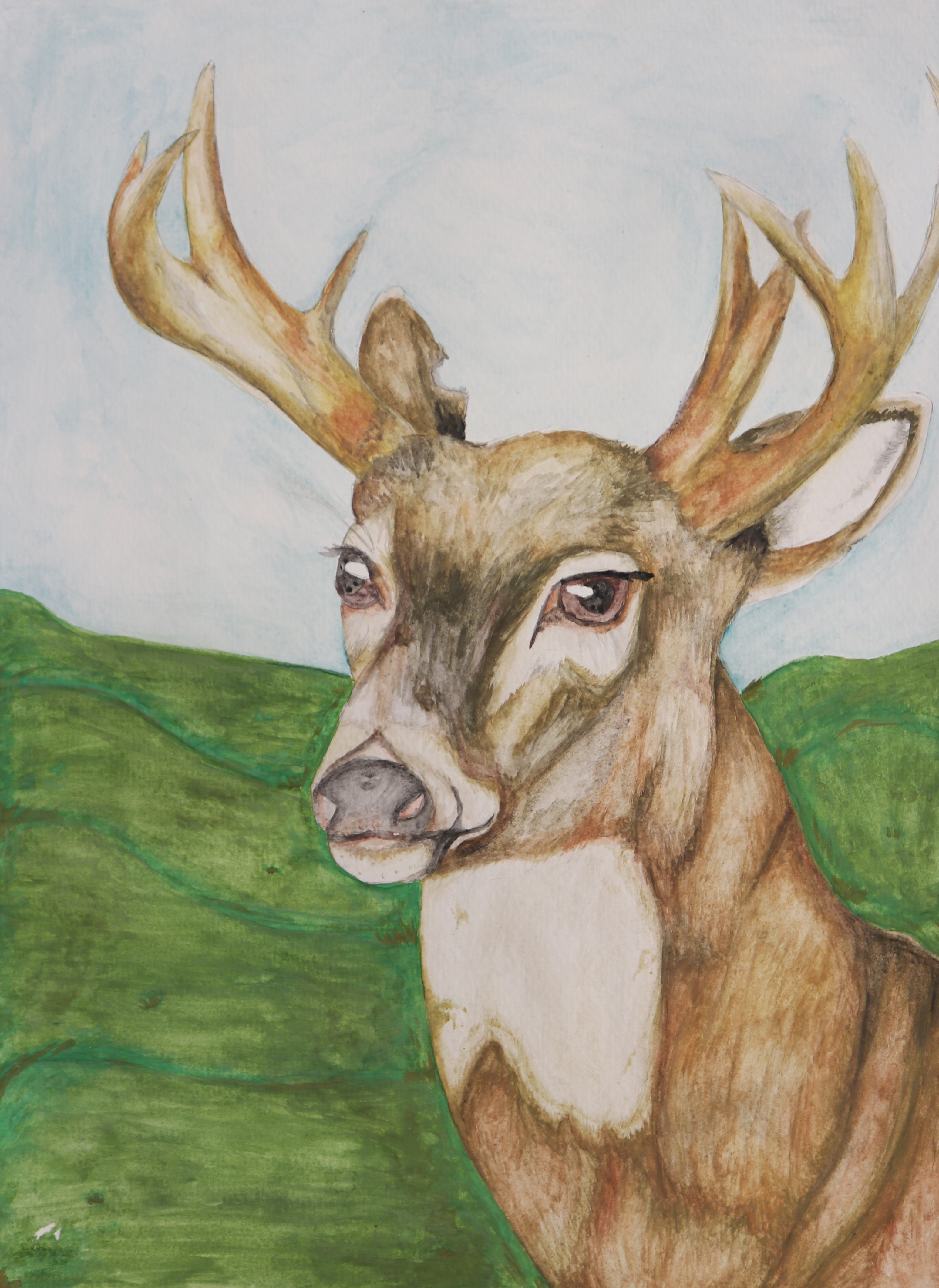 "Deer" watercolor on paper