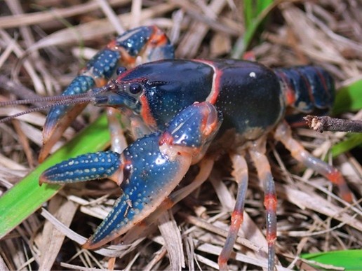 Banded Mudbug (Lacunicambarus freudensteini)