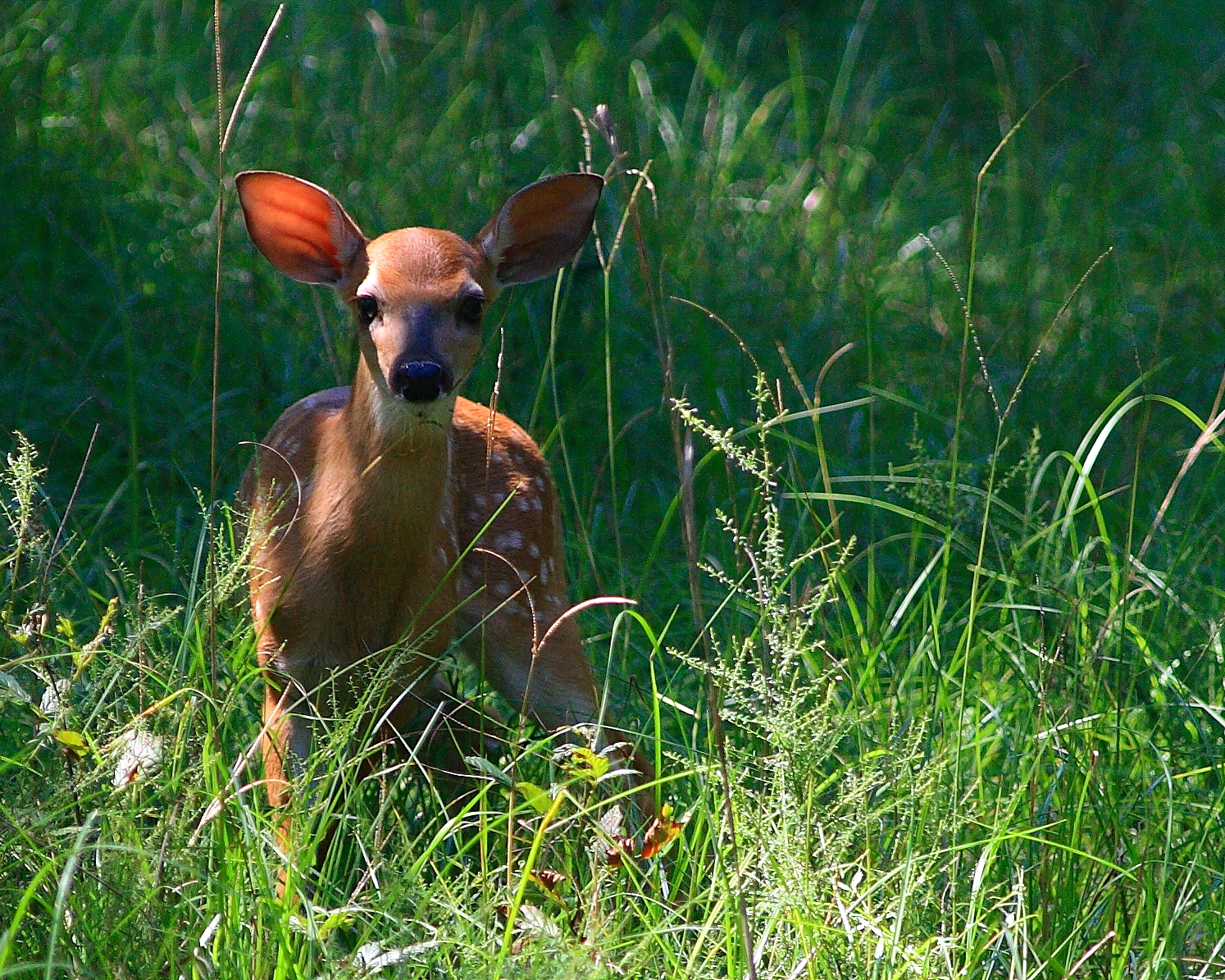 Young deer in tall grass (Brumfield)