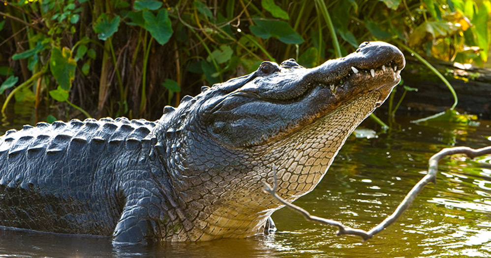 Large alligator in shallow water