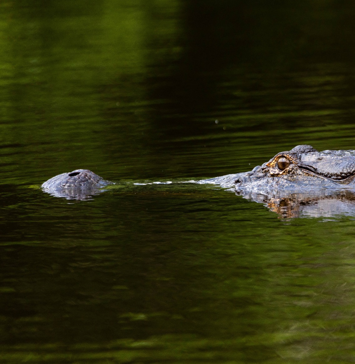 Alligator swimming while mostly submerged, its eyes and nose visible above the water
