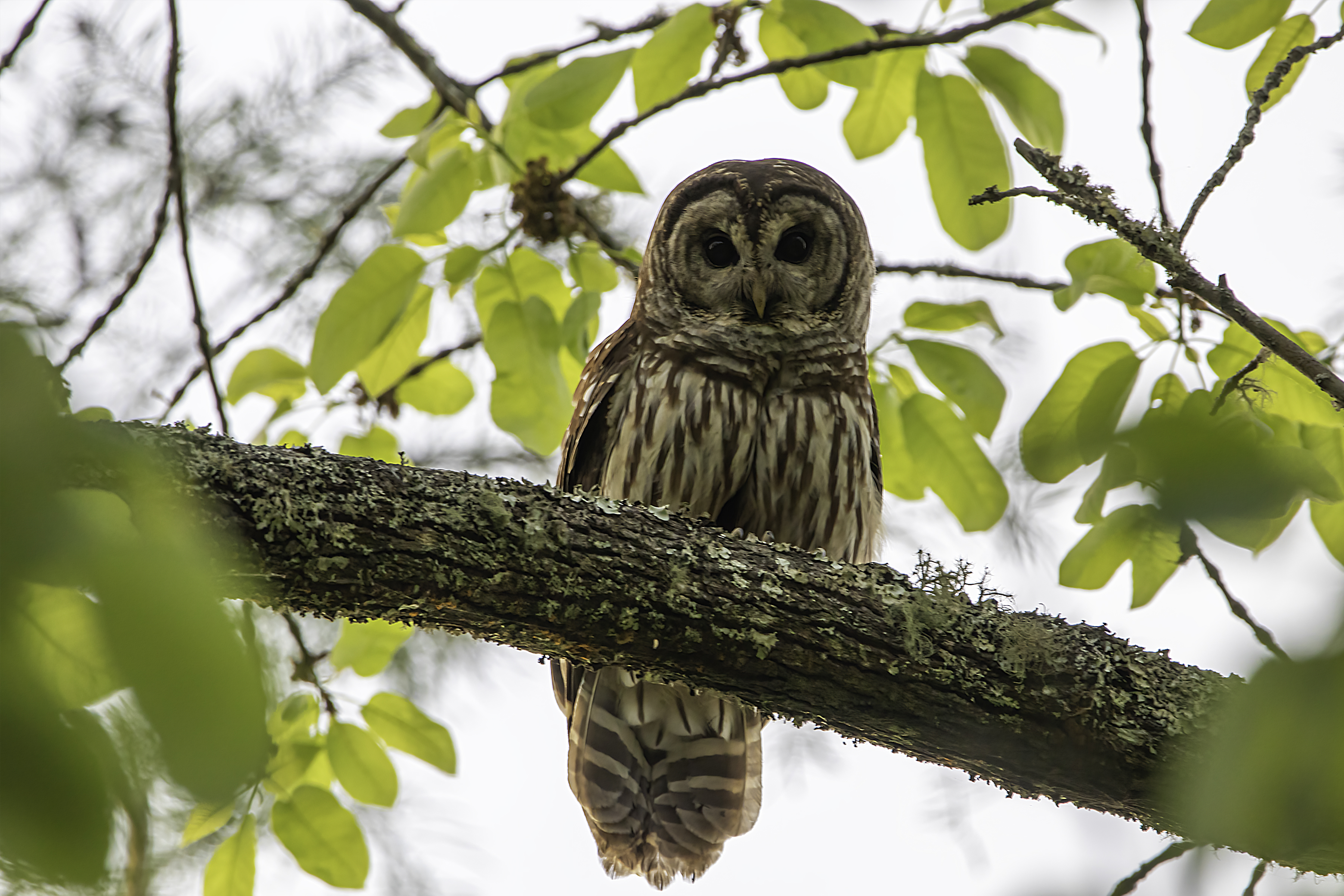 Barred owl in tree on Old River