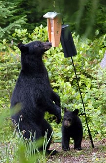 Bear stands to sniff a bird feeder, a cub at its feet