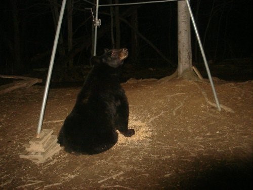 Bear sitting under a corn feeder