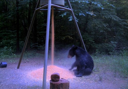 Bear sitting under a corn feeder that is dispensing feed