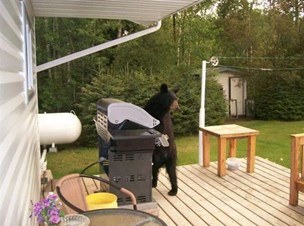 Bear standing next to an outdoor grill