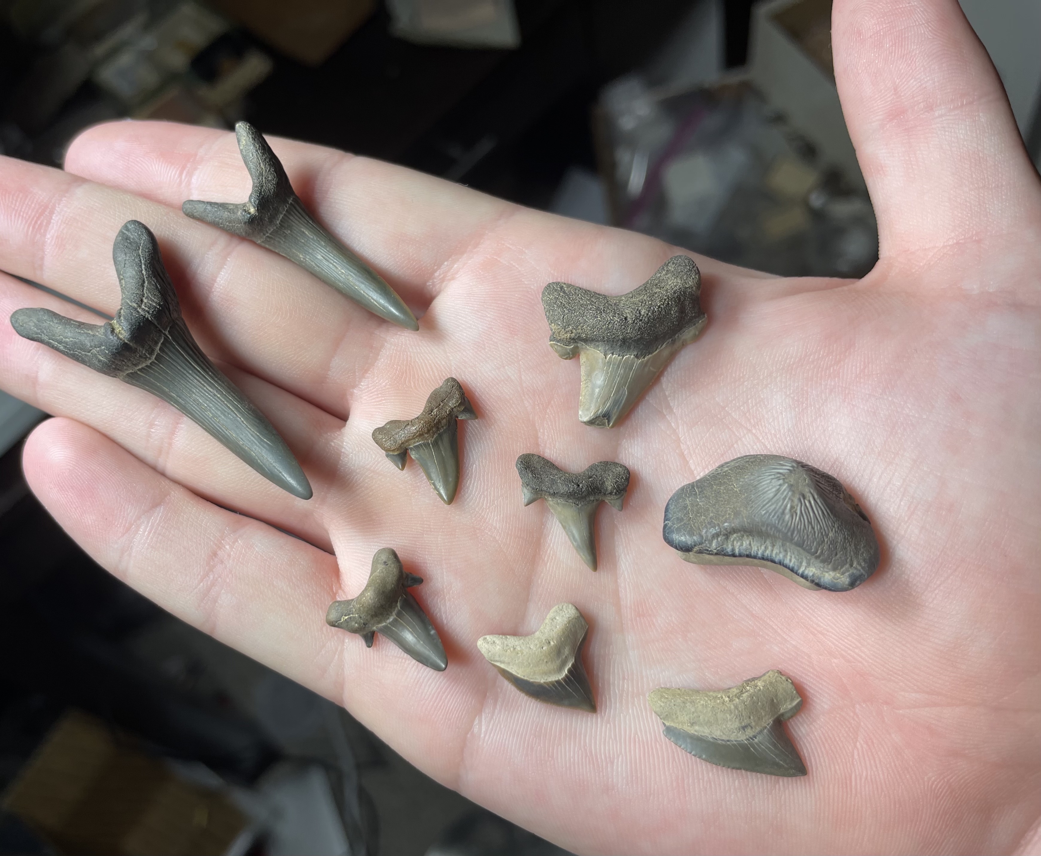 fossil road show chase egli fossil shark teeth