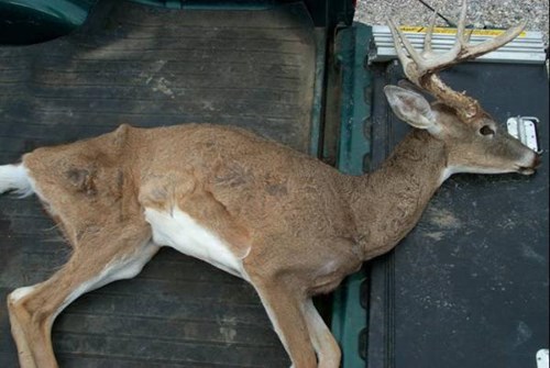 A harvested deer with CWD, photographed on a truck bed