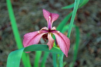 Copper Iris