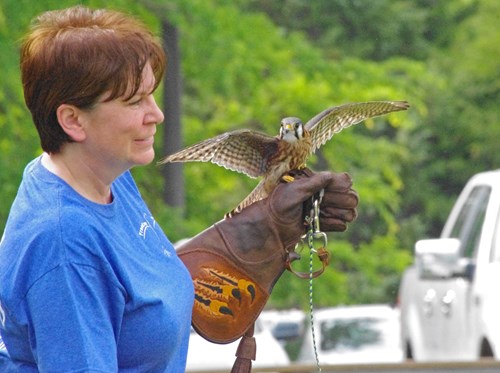 Freedom Ranch falcon demonstration