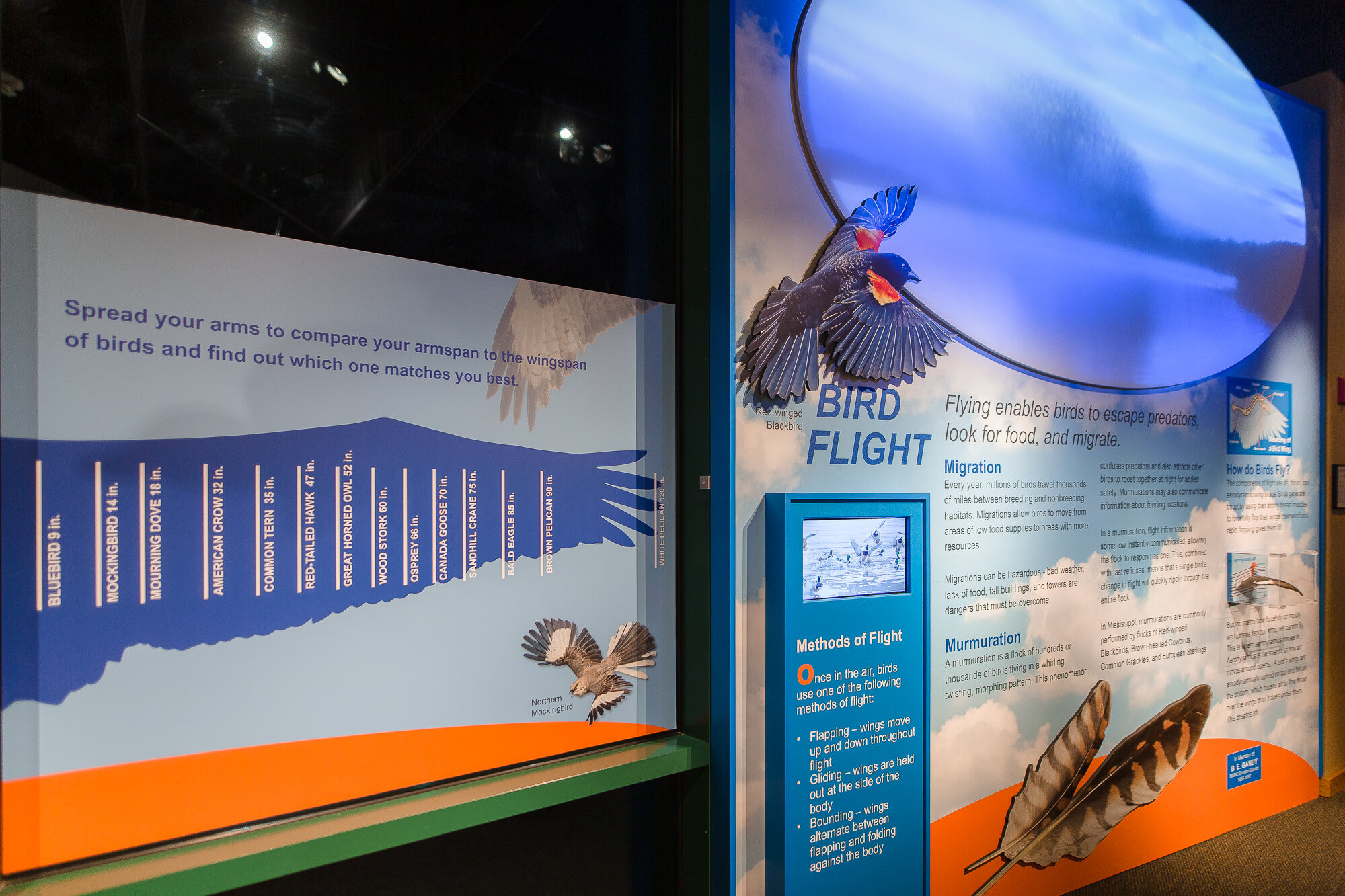 bird flight permanent exhibit at the mississippi museum of natural science