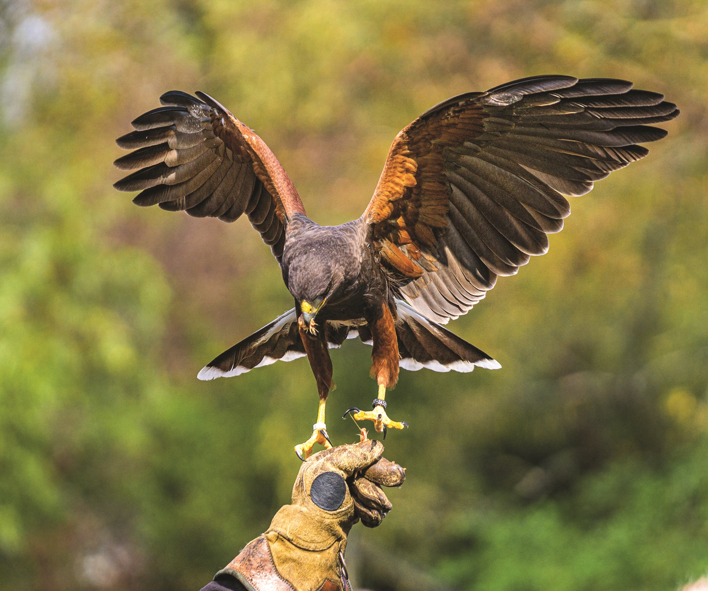 Harris hawk landing on a falconer's fist