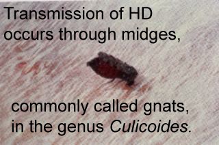 Transmission of HD occurs through biting midges, commonly called gnats, in the genus Culicoides; closeup photo of midge on skin