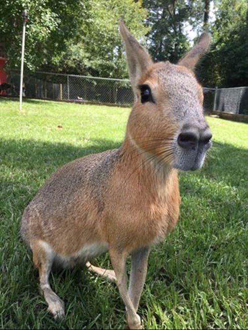 Closeup of a Patagonian cavy, also called a Patagonian mara