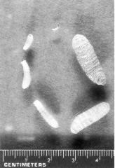 Black and white photograph of nasal bot larvae with scale rule