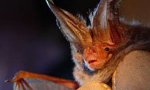 Closeup of a Rafinesque's big-eared bat