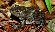 Closeup of a dusky gopher frog, one of the rarest vertebrates in MS