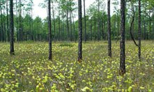 Yellow trumpet pitcher plants blooming in a bog