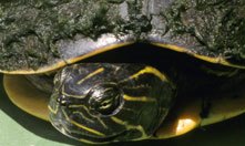 Closeup of Alabama red-bellied turtle