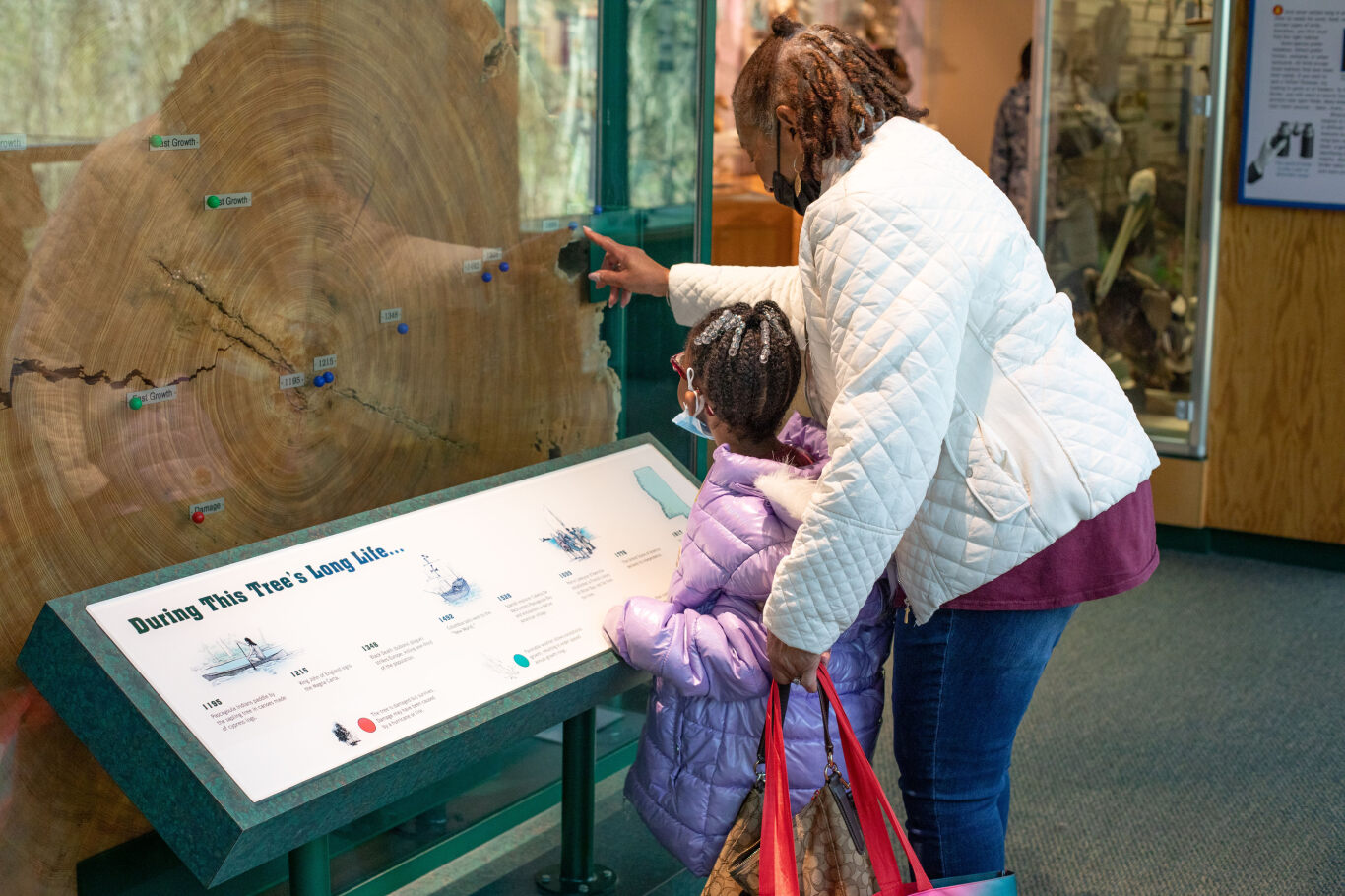 Tree exhibit at Mississippi Museum of Natural Science