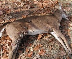 Harvested deer exhibiting multiple large fibromas