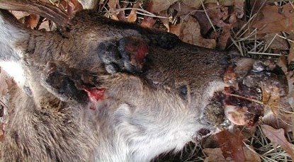 Deer head covered in extensive fibromas