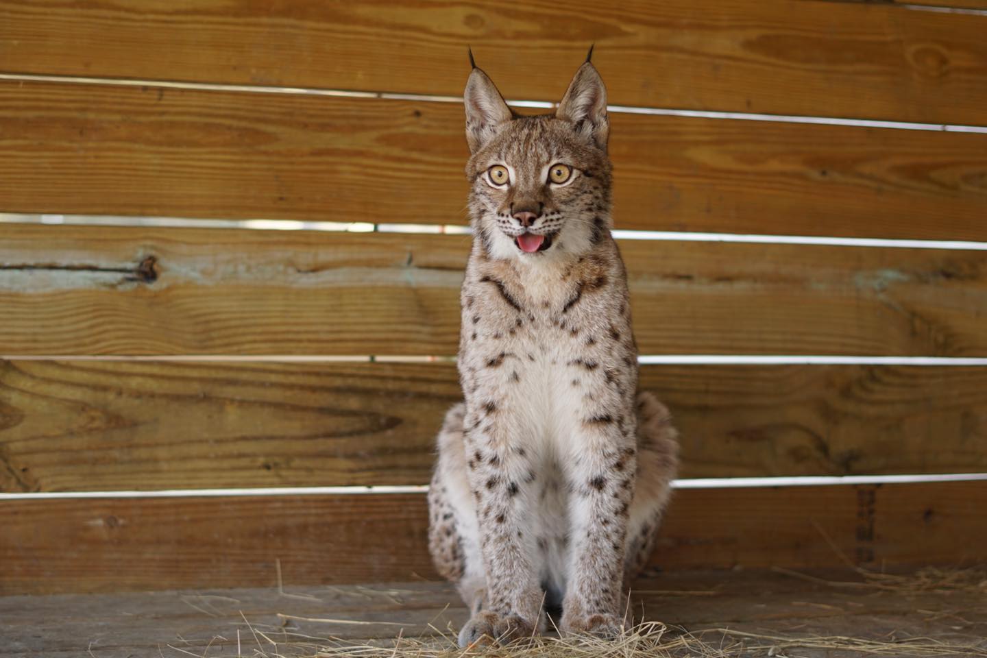 wild acres ms eurasian lynx coming to nature fest 2025