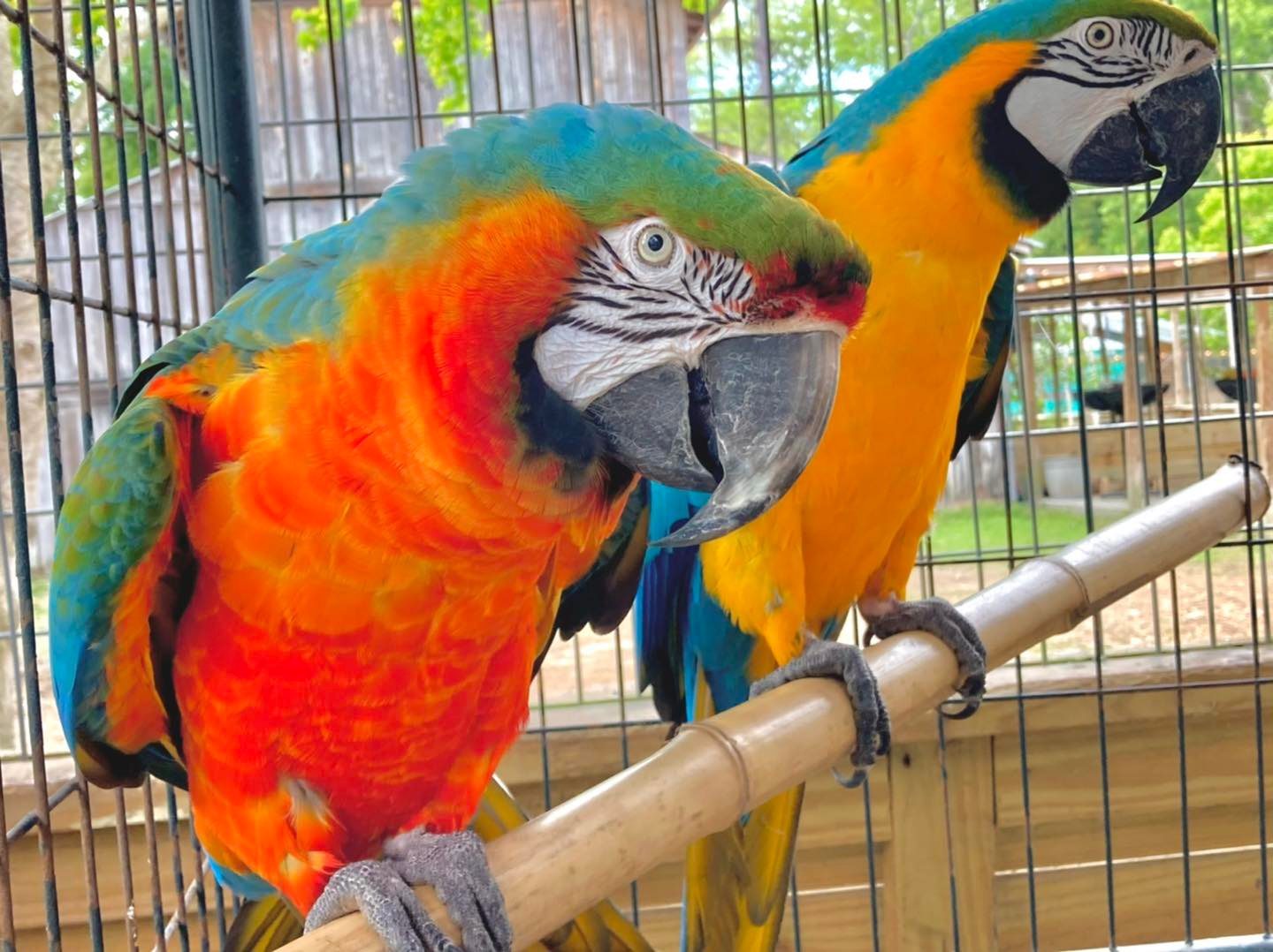 wild acres ms macaw coming to nature fest 2025