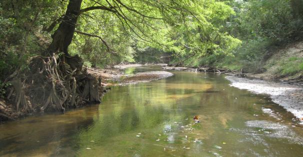 Leaf River