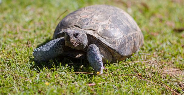 Gopher tortoise