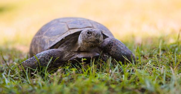 Gopher Tortoise