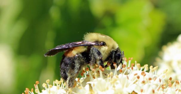 Bee on Flower