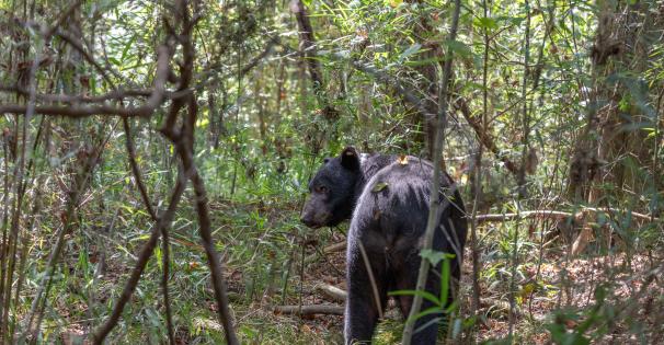 Black Bear