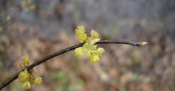 Pondberry plant