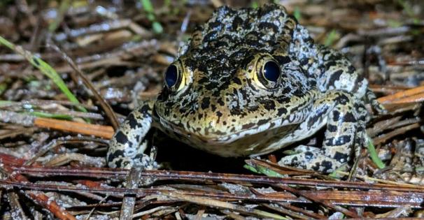 Dusky Gopher Frog