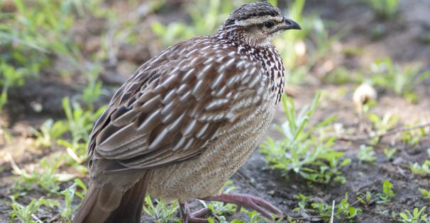 bobwhite