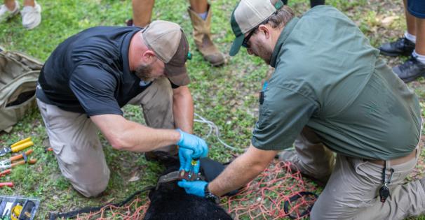 Black Bear collaring