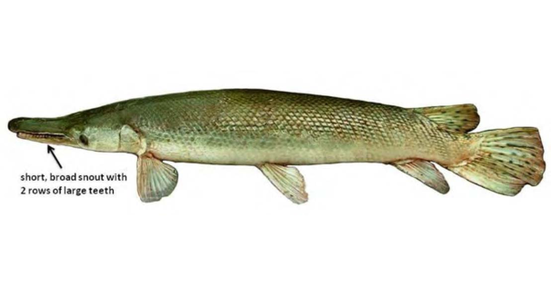 Alligator Gar