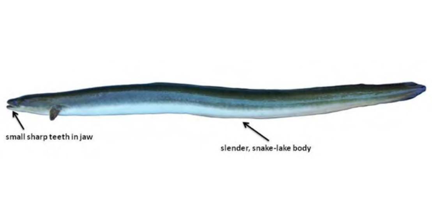 American Eel