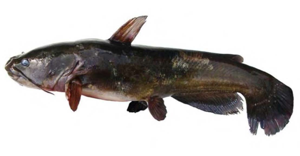 Black Bullhead