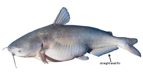 Blue Catfish