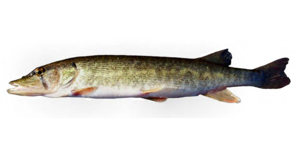 Chain/Redfin Pickerel