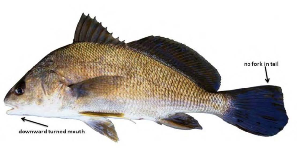 Freshwater Drum