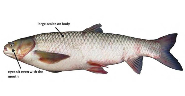 Grass Carp