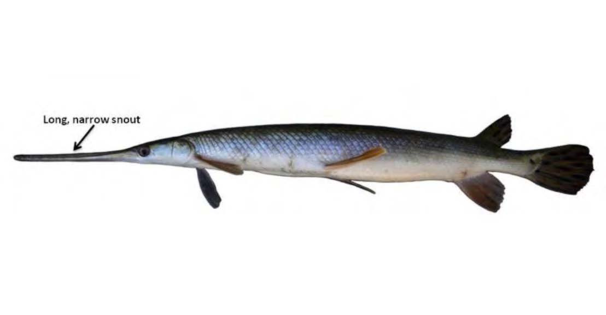 Longnose Gar