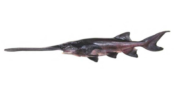 Paddlefish