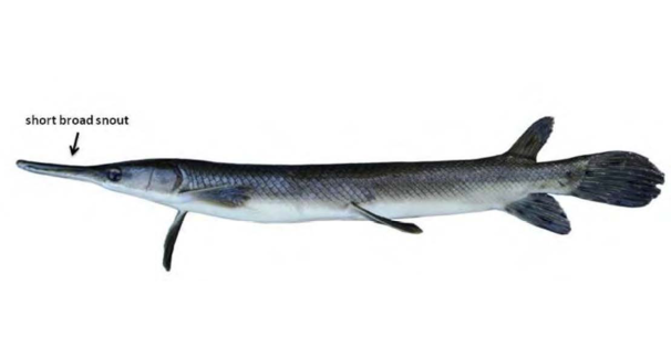 Shortnose Gar