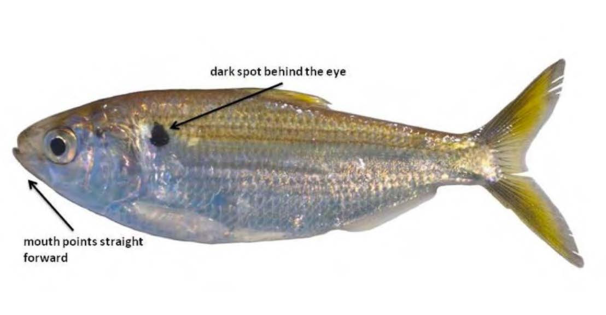 Threadfin Shad