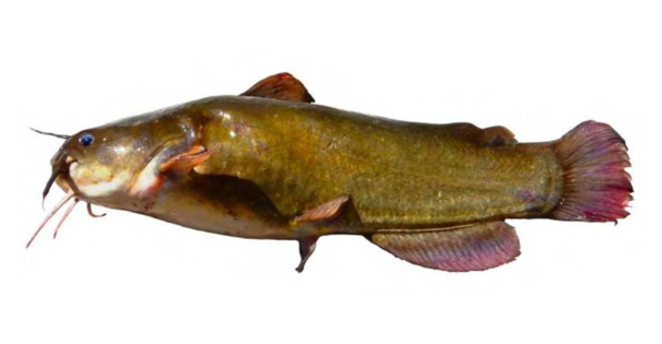 Yellow Bullhead