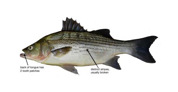 Hybrid Striped Bass